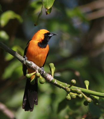 Hooded Oriole - Oriole masqué - Icterus cucullatus.JPG