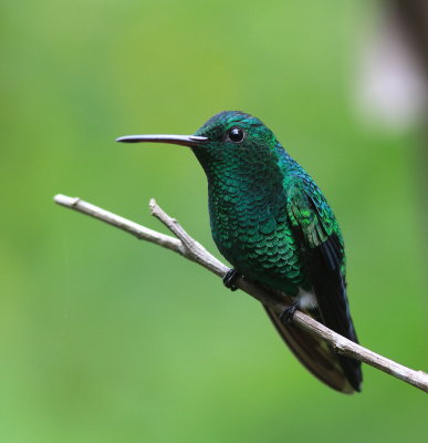 Steely-vented Hummingbird - Ariane de Sophie - Amazilia saucerrottei.JPG