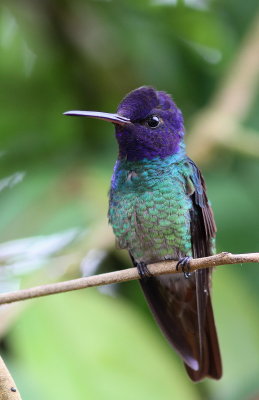 Golden-tailed Sapphire - Saphir oenome - Chrysuronia oenone.JPG