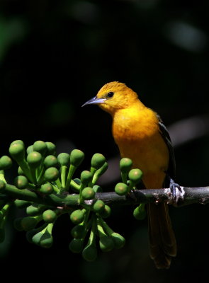 Hooded Oriole - Oriole masqué - Icterus cucullatus.JPG