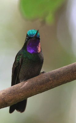 Purple-throated Mountaingem - Colibri à gorge pourprée - Lampornis calolaemus.jpg