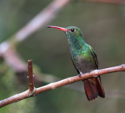 Rufous-tailed Hummingbird - Ariane à ventre gris - Amazilia tzacatl.JPG