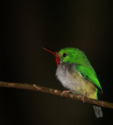 Puerto Rican Tody - Todier de Puerto Rico - Todus mexicanus .jpg