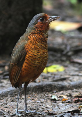 Giant Antpitta - Grallaire géante - Grallaria gigantea.JPG