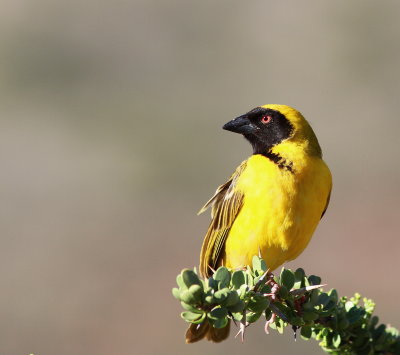 Southern Masked Weaver - Tisserin à tête rousse - Ploceus velatus .JPG