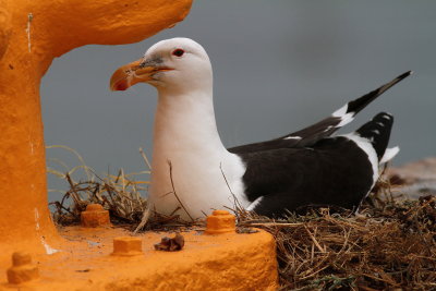 Kelp Gull - Goéland dominicain - Larus dominicanus.JPG