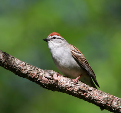 Chipping Sparrow - Bruant familier - Spizella passerina.jpg
