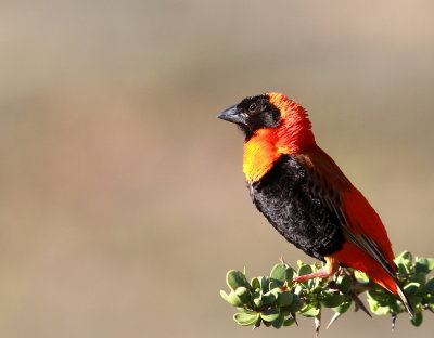 Southern Red Bishop - Euplecte ignicolore - Euplectes orix.JPG