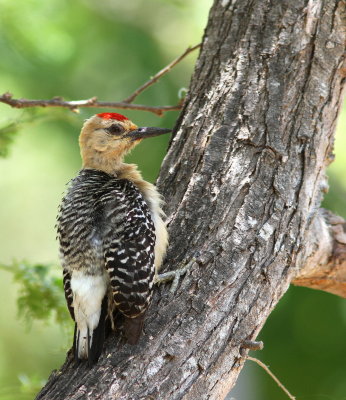 Red-crowned Woodpecker - Pic à couronne rouge - Melanerpes rubricapillusJPG
