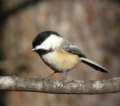 Black-capped Chickadee - Mésange à tête noire - Poecile atricapillus.JPG