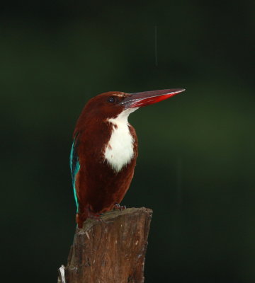 White-throated Kingfisher - Martin-chasseur de Smyrne.- Halcyon smyrnensisJPG