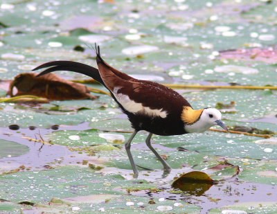Pheasant-tailed Jacana - Jacana à longue queue - Hydrophasianus chirurgus. jpg