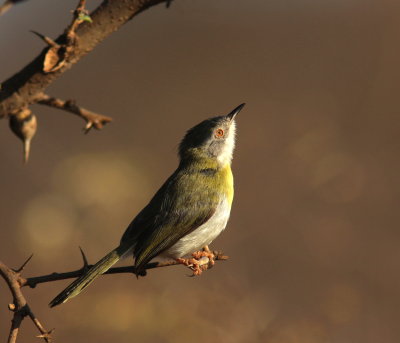 Yellow-breasted Apalis - Apalis à poitrine jaune - Apalis flavida.jpg