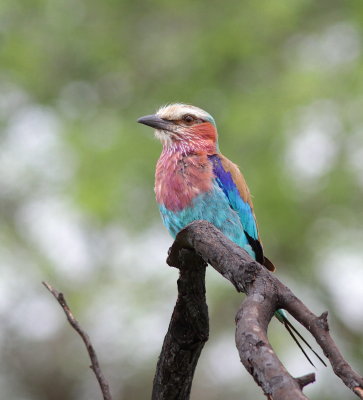 Lilac-breasted Roller - Rollier à longs brins - Coracias caudatus JPG