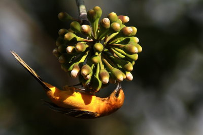 Hooded Oriole - Oriole masqué - Icterus cucullatus.JPG