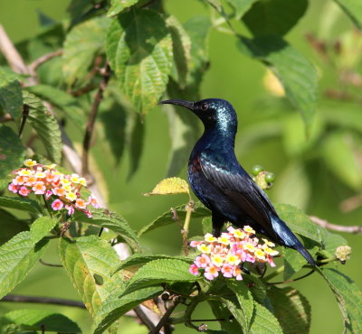 Loten's Sunbird - Souimanga de Loten - Cinnyris lotenius.jpg