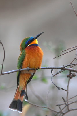 Blue-breasted Bee-eater - Guêpier à collier bleu - Merops variegatus.jpg