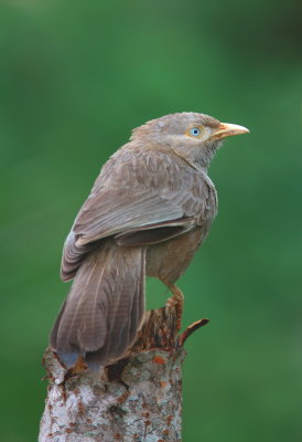 Yellow-billed Babbler - Cratérope affin - Turdoides affinis.JPG