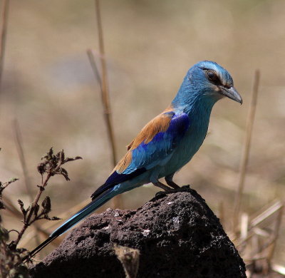 Abyssinian Roller - Rollier d'Abyssinie - Coracias abyssinicus.jpg