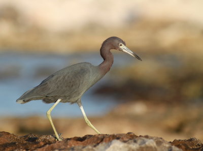 Little Blue Heron - Aigrette bleue - Egretta caerulea.JPG