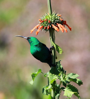 Malachite Sunbird - Souimanga malachite - Nectarinia famosa.JPG