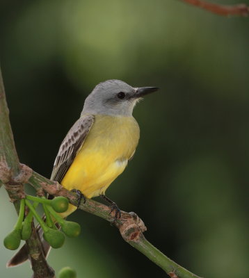 Tropical Kingbird - Tyran mélancolique - Tyrannus melancholicus.JPG