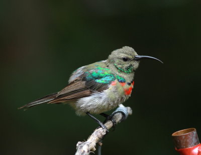Southern Double-collared Sunbird - Souimanga chalybée - Cinnyris chalybeus.JPG