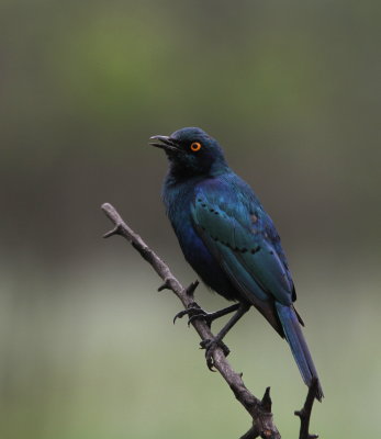 Greater Blue-eared Starling - Choucador à oreillons bleus - Lamprotornis chalybaeus.JPG