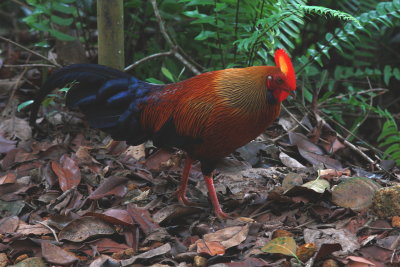 Sri Lanka Junglefowl - Coq de Lafayette - Gallus lafayetii.JPG