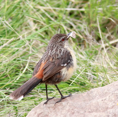 Drakensberg Rockjumper - Chétopse doré - Chaetops aurantius.JPG