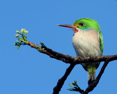 Cuban Tody - Todier de Cuba - Todus multicolor.JPG