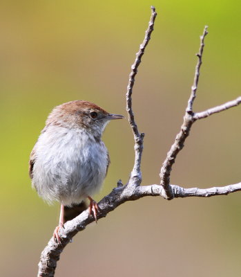 Neddicky - Cisticole à couronne rousse - Cisticola fulvicapilla.JPG