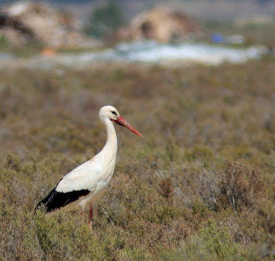 White Stork - Cigogne blanche - Ciconia ciconia.JPG