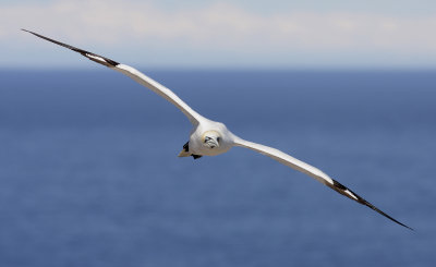 Northern Gannet - Fou de Bassan - Morus bassanus.jpg