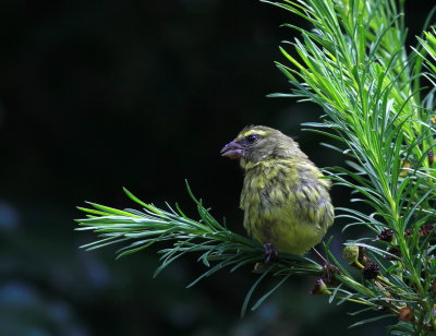 Forest Canary - Serin forestier - Crithagra scotops.JPG