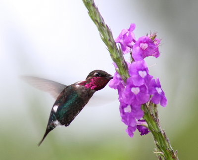 Gorgeted Woodstar - Colibri héliodore - Chaetocercus heliodor.jpg