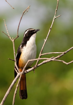 White-throated Robin-Chat - Cossyphe à gorge blanche -Cossypha humeralis JPG