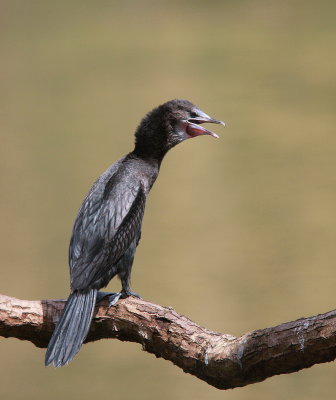 Little Cormorant - Cormoran de Viellot - Microcarbo niger.JPG