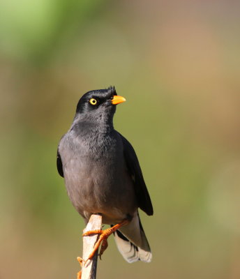 Jungle Myna - Martin Forestier - Acridotheres fuscus.jpg