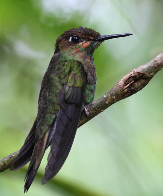 Violet-fronted Brilliant - Brillant à front violet.- Heliodoxa leadbeateriJPG