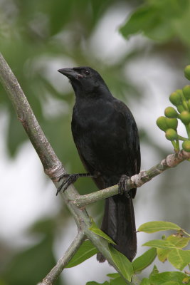 Melodious Blackbird - Quiscale chanteur - Dives dives.JPG