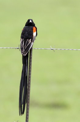 Long-tailed Widowbird - Euplecte à longue queue - Euplectes progne.JPG