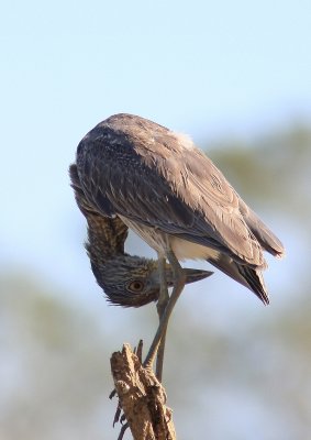 Yellow-crowned Night-Heron - Bihoreau violacé - Nyctanassa violacea.tif
