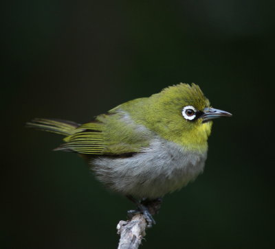 Cape White-eye - Zostérops du Cap - Zosterops pallidus.JPG