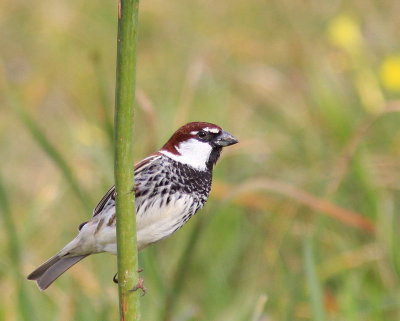 Spanish Sparrow - Moineau espagnol - Passer hispaniolensisJPG