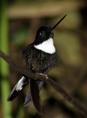 Collared Inca - Inca à collier - Coeligena torquata .JPG