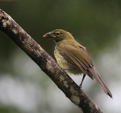 Streaked Saltator - Saltator gros-bec - Saltator striatipectus.JPG