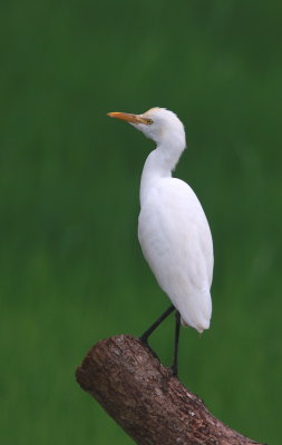 Cattle Egret - Héron garde-boeuf - Bubulcus ibis.JPG