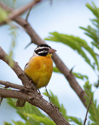 Golden-breasted Bunting - Bruant à poitrine dorée - Emberiza flaviventris.JPG
