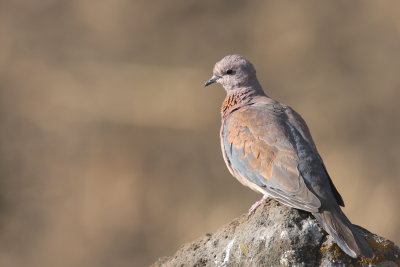 Laughing Dove - Tourterelle maillée - Spilopelia senegalensis.JPG